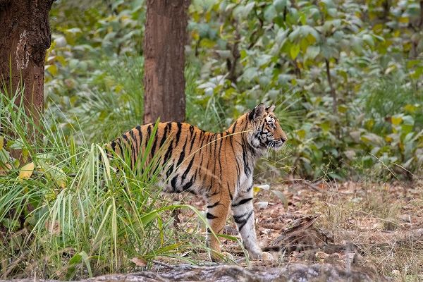 India-Madhya Pradesh-Bandhavgarh National Park Young female Bengal tiger stretching